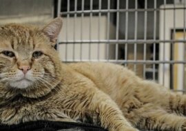 Bezdomny rudy kot o imieniu Clanksy trafił do schroniska i... w pewnym momencie po prostu zaczął rozmawiać z ludźmi