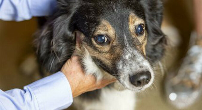 Nazywa się go „cudem medycyny”: niewidomy pies zachowuje się tak, jakby wszystko widział