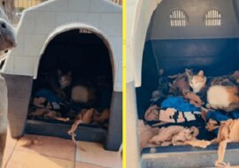 Pitbull Hades pomógł urodzić kotce. Wzruszająca historia