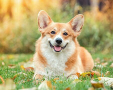 Corgi pięknie opuścił pokój powolnym moonwalkiem. Wideo