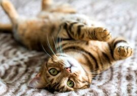 Koty, które szukały przygód i wreszcie je znalazły