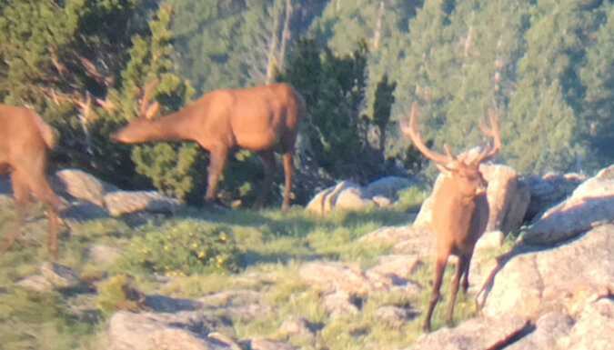 W Kolorado uratowano jelenia, który spędził kilka lat z oponą na szyi