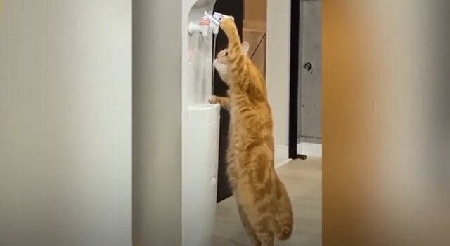 Kot znalazł niezwykły sposób, aby ugasić pragnienie. Internauci są zachwyceni jego inteligencją