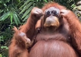 Stylowo: orangutan przymierzył okulary przeciwsłoneczne jednej z osób odwiedzających Zoo. Wideo