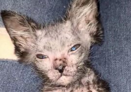 Kociak zaczął łysieć i właścicielka pomyślała, że jest chory