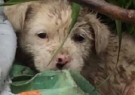 Mały szczeniak przebywał na brudnym wysypisku w deszczu i trząsł się z zimna