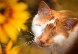 Ślepy jednooki kot postrzega otaczający go świat zupełnie inaczej niż jego zdrowi krewni