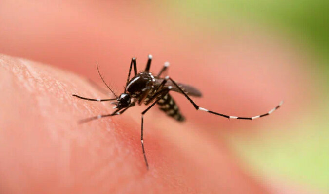 Ulubieńcy komarów: 7 powodów, dla których Cię gryzą