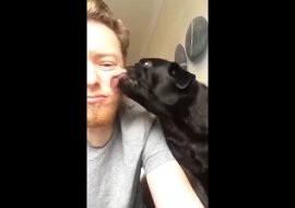 Mężczyzna postanowił polizać psa w odpowiedź – filmik o zabawnej reakcji zwierzaka