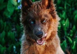 Kuoi to najpiękniejszy szczeniak husky na świecie