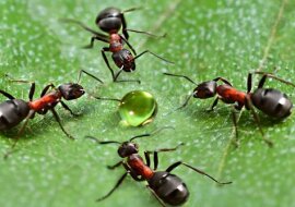 Jak łatwo pozbyłem się mrówek ze szklarni. Tradycyjne sposoby na szkodniki