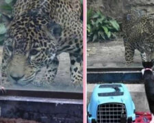 Do zoo przywieziono bezdomne zwierzęta, aby zapoznać je z lokalnymi zwierzętami