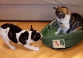 Reakcja psa rozbawi gdy bardzo uparty kot nie chce opuścić posłania psa