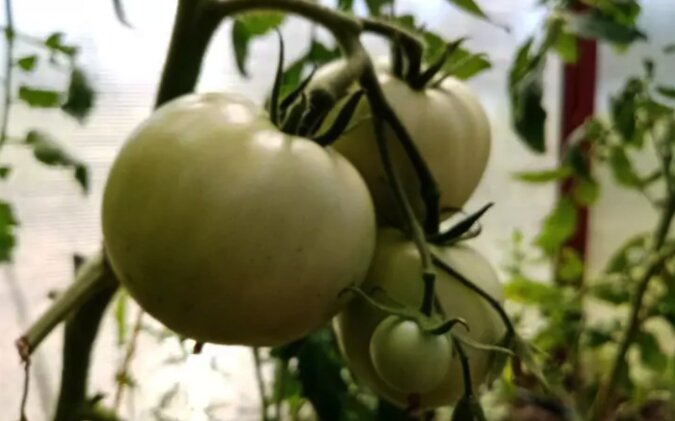 Jak poprawnie stosować sodę oczyszczoną, aby zwiększyć zbiory pomidorów: będą owocować do późnej jesieni