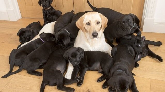 Mama jest złotym labradorem, a wszystkie 13 szczeniąt jest czarnych. Tata się postarał