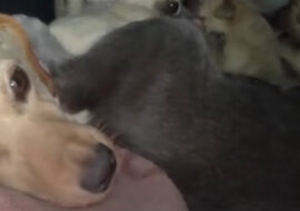 Ten człowiek kupił budę dla bezpańskiego psa ciężarnego. Ale kiedy po tygodniu zajrzał do niej, to nie mógł uwierzyć własnym oczom