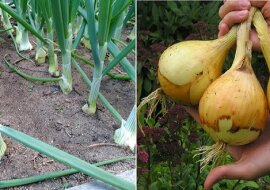 Nawóz dla cebuli, o którym wspomina moja babcia. Każdego roku cebula daje obfite plony