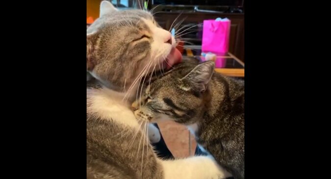 Kot postanowił pocałować właścicielkę i doświadczył gniewu zazdrosnego kota. Zabawne wideo