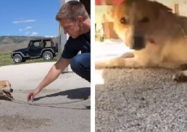 Niezwykła przemiana psa, który był tak przerażony, że kompletnie nie machał ogonem gdy go znaleźli. Zobacz