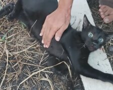 Uratowany kot nie może uwierzyć, że żyje i jest wolny