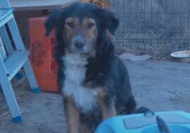 Biedny pies błagał ludzi o jedzenie na stacji benzynowej, aby nakarmić szczenięta. Ona sama często głodowała. Uratowano całą rodzinę