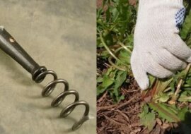 Nauczyłam się wyciągać mniszek z korzeniem i usunęłam ten chwast z działki