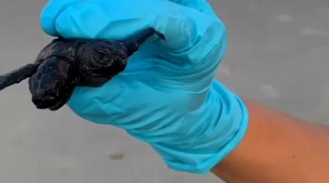 Najrzadszy dwugłowy mały żółwik został znaleziony w USA. Wideo