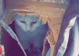 W rozdartym kartonowym pudełku mieszkał kot. Ale wraz z nadejściem zimy czekały go zmiana