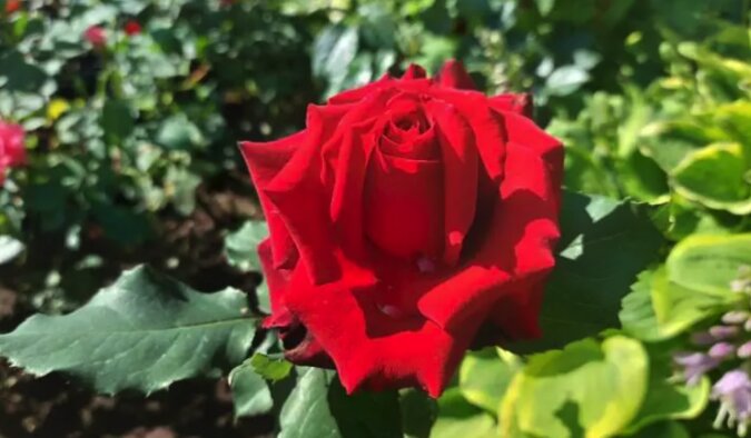 Dlaczego róże nie kwitną: błędy popełniane przez ogrodników