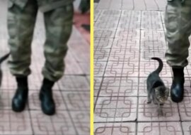 Kotek mieszkający w bazie wojskowej nauczył się maszerować