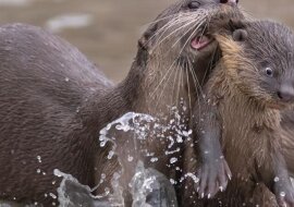 Najzabawniejsze zwierzęta roku, zwycięzcy Comedy Wildlife Photography