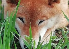 Suczka na imię Mokka rasy Shiba Inu stała się gwiazdą po szczerym uśmiechu do swego właściciela