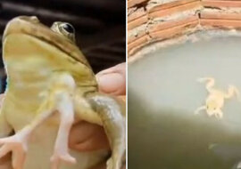 Tajlandczyk jest przekonany, że wygrywa pieniądze dzięki żabie