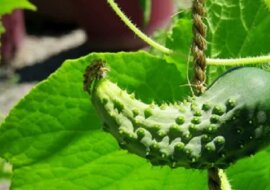 Dlaczego ogórki wyrastają pokręcone i co zrobić, aby się „wyprostowały”?