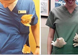 Dlaczego pracuję jako weterynarz – zobacz te świetne zdjęcia