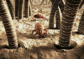 4 skutecznych sposobów na pozbycie się owadów z mieszkania