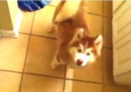 Sczeniak Husky kłóci się, bo nie chce wziąć kąpieli. Zobacz jakie to jest słodkie