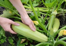 Nawozy naturalne, które pomagają w uzyskaniu większych plonów cukinii