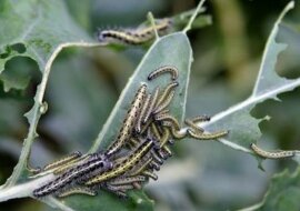 Najbardziej niezwykły sposób ochrony kapusty przed gąsienicami