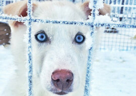 Okrutny właściciel zostawił klatkę z psem na mrozie