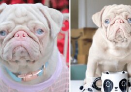 Ten mops stał się gwiazdą mediów społecznościowych