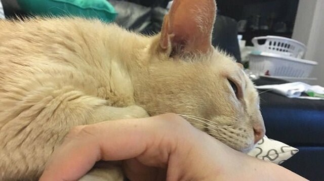 Stary kot znalazł kochającą właścicielkę – teraz zasypia jedynie wtedy, gdy ona trzyma jego łapę