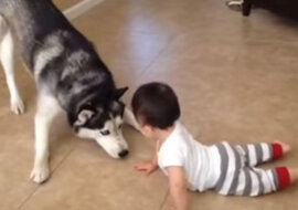 Zabawna gra husky i dziecka rozśmieszyła Internet. Wideo