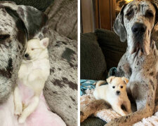 Maleńka Chihuahua jest 53 razy mniejsza od Doga Niemieckiego, mimo to są najlepszymi przyjaciółmi