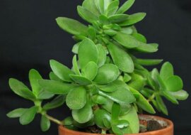 Drzewo pieniędzy. Jakie właściwości zdrowotne ma?