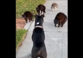 Pies z właścicielką podczas spaceru natknęli się na gang kotów - zabawny filmik