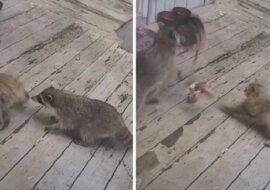 Szop pracz podkradł się do kota, gdy ten jadł spokojnie kolację i ukradł mu miskę. Wideo