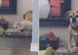 Wzruszająca reakcja psów na łzy ich właścicielki