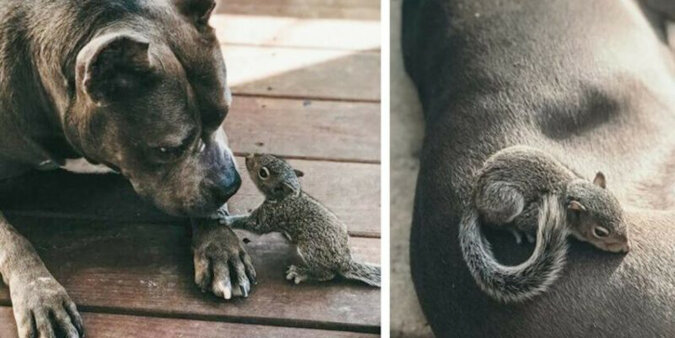 Agresywny pitbull zastąpił matkę dla osieroconej małej wiewiórki