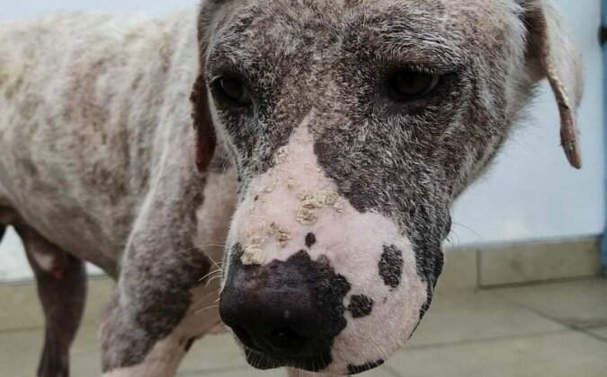 Głodny, ranny i pobity pies na stacji benzynowej w ciągu miesiąca zamienił się w szczęśliwego puszystego przystojniaka